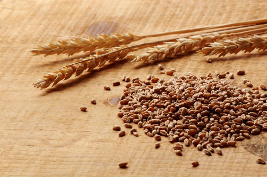Gluten and Zonulin — Effects on the Gut